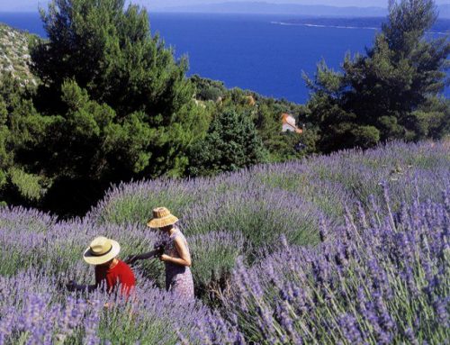 In agriturismo le virtù della lavanda: nelle Marche a pochi passi dal mare